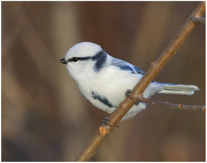 Полярная синичка