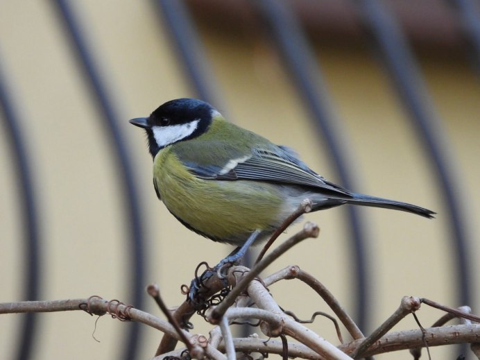 Северная синичка