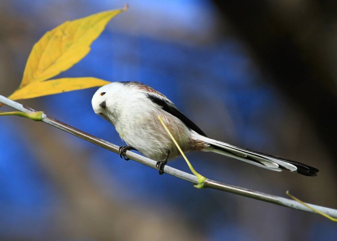 Синица ополовник