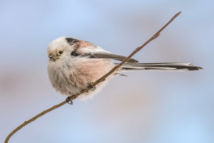 Длиннохвостая синица или ополовник