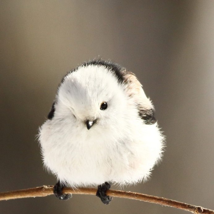 Черношапочная гаичка