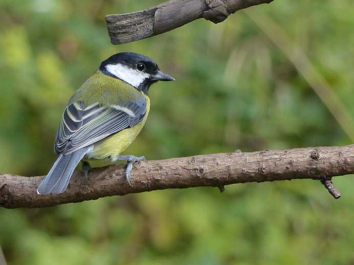 Японская длиннохвостая синица