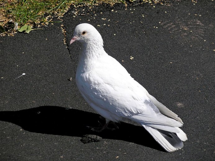 Black Pigeon