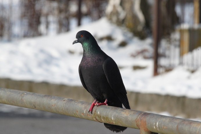 Black Pigeon