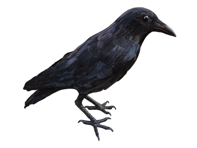 Птицы Corvidae