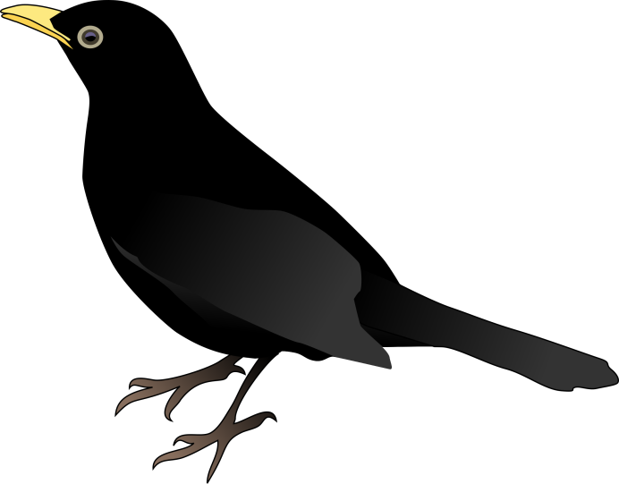 Западная Галка Corvus monedula