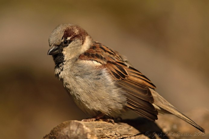 Sleepy Sparrow
