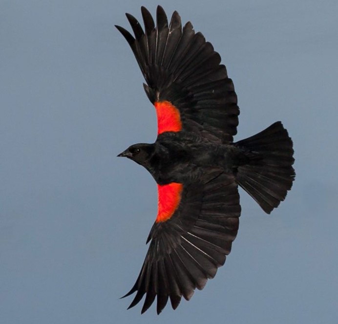 Redwing Blackbird