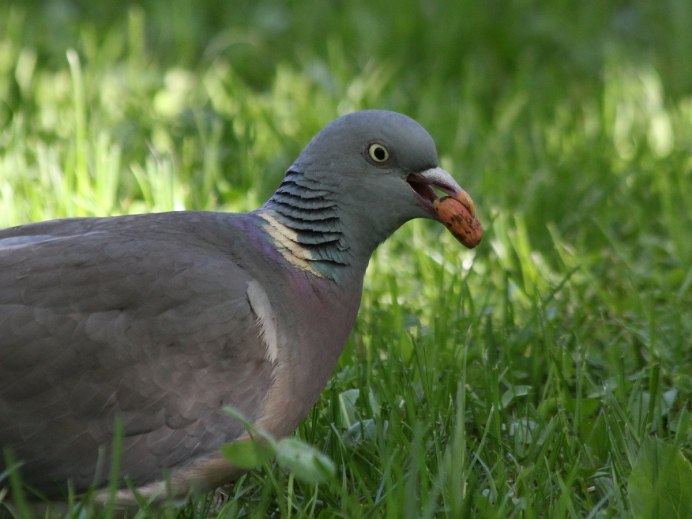 Вяхирь (Columba palumbus)
