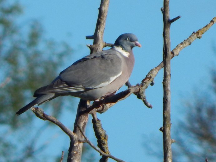 Лесной голубь витютень гнездо