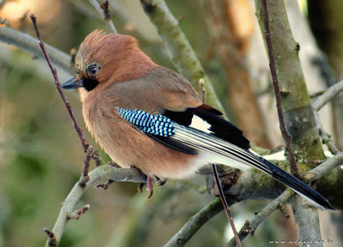 Сойка с хохолком