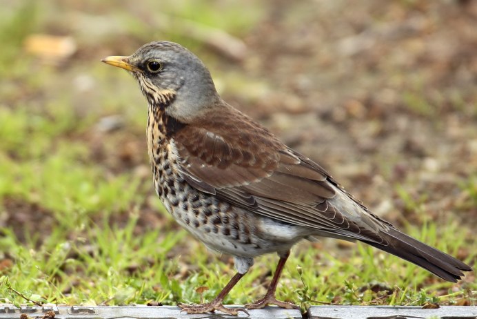 Дроздовые Воробьинообразные