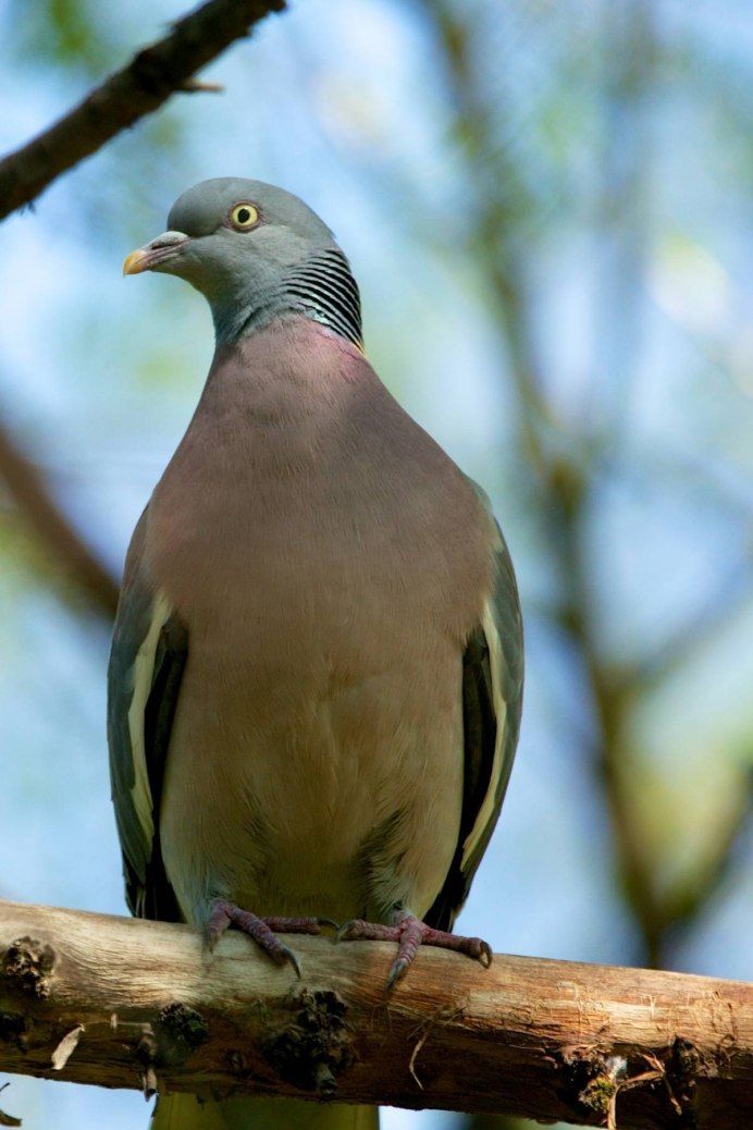 Вяхирь (Columba palumbus)