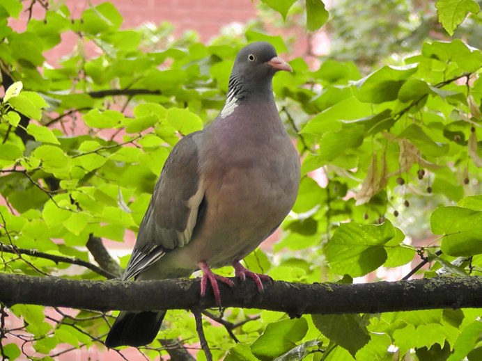 Клинтух и вяхирь