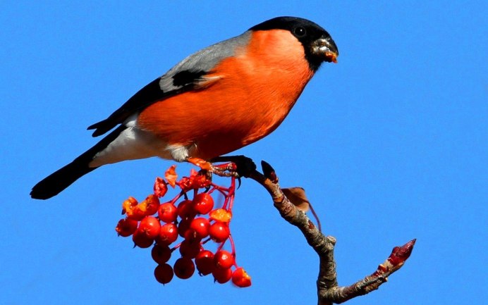 Шона Грассера