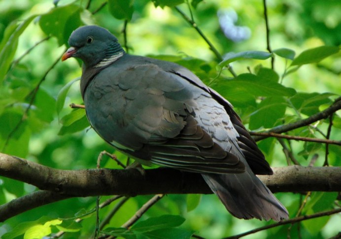 Горлица птица в Подмосковье