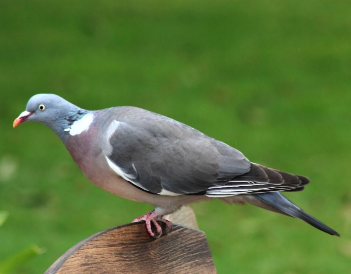 Дикий голубь вяхирь