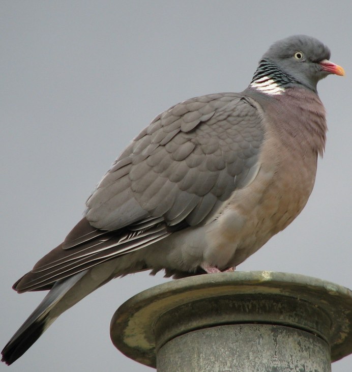 Вяхирь витютень