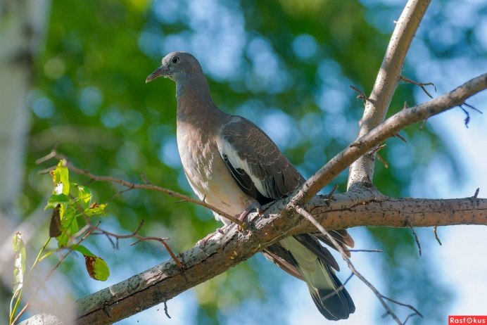 Гнездо голубя вяхиря