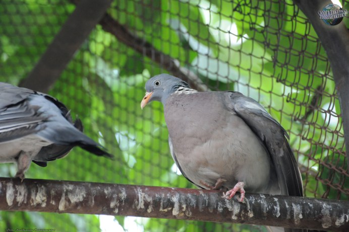 Витютин птица