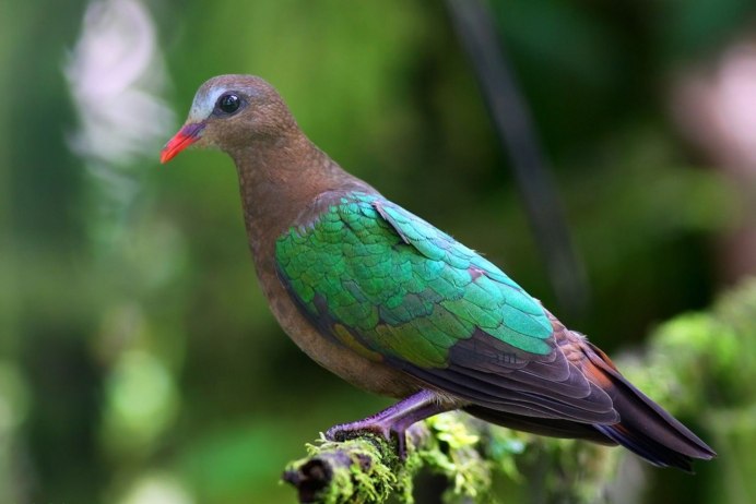 Среднеазиатская Горлица