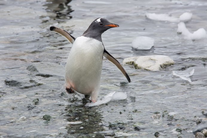 Penguins and other Seabirds