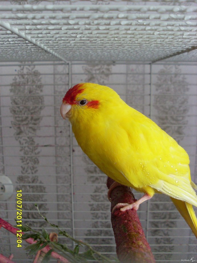Какарик самец