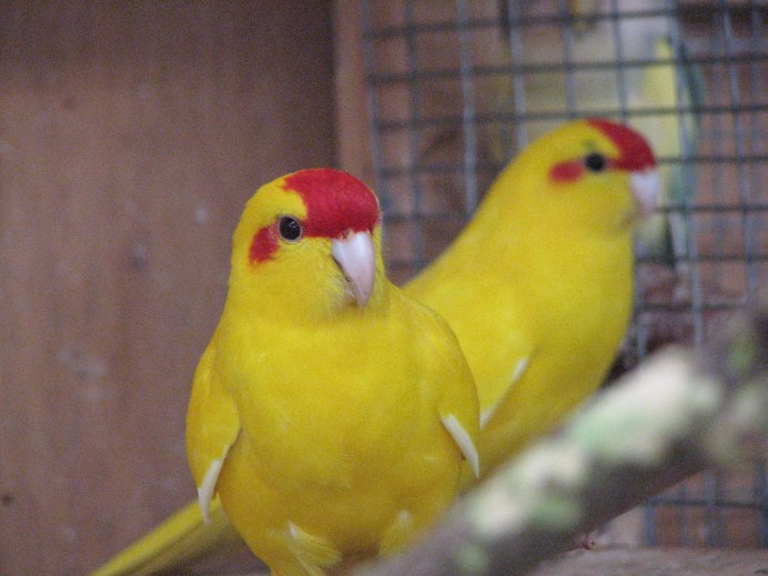 Какарик и корелла