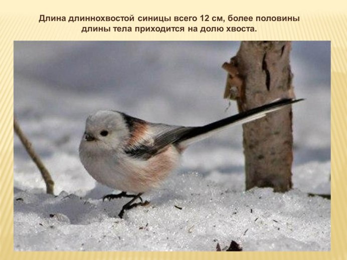 Синица длиннохвостая систематика