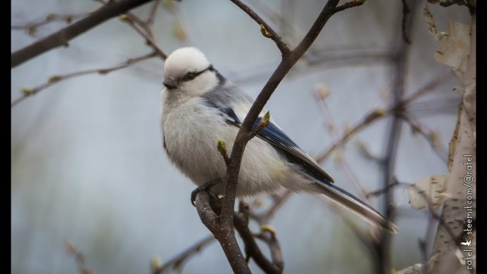 Chickadee птица