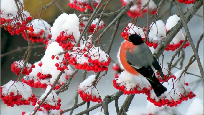 Природа птицы