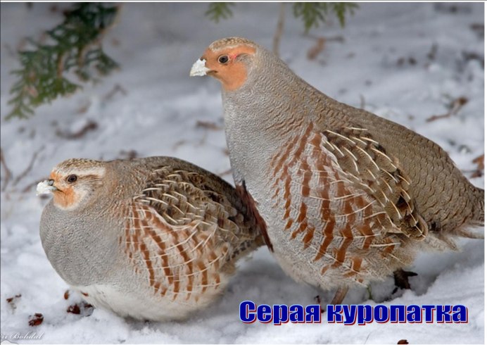 Серая куропатка (Perdix Perdix)