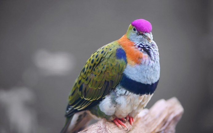 Розовошапочный пёстрый голубь