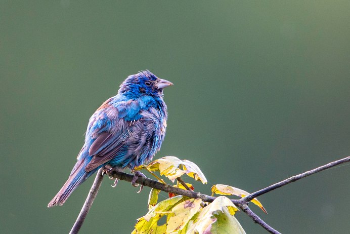 Овсянка индиго птица