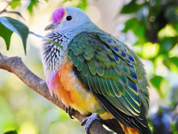 Розовошапочный пёстрый голубь