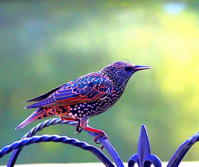 The Starling (скворец)
