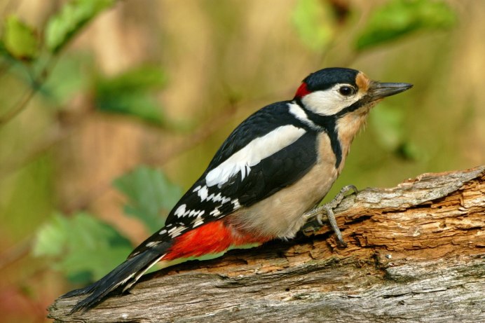 Тростниковый астрильд