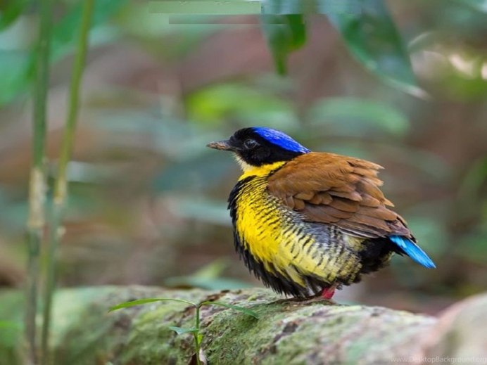 Птица с пестрой грудкой