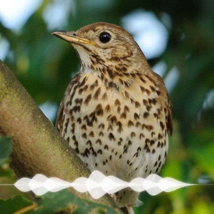 Розелла пестрая красная