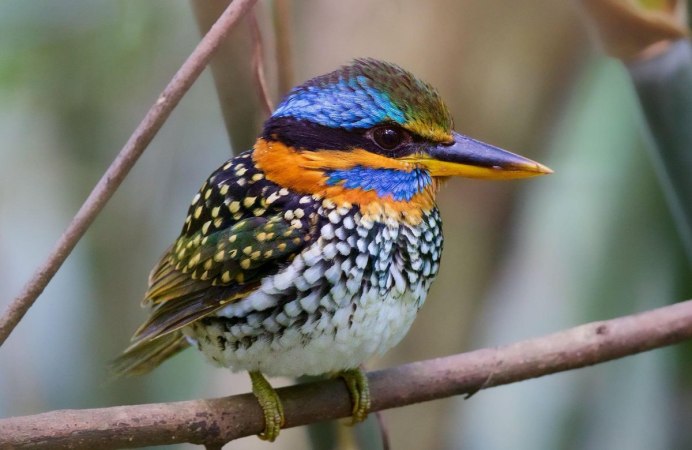 Пестрый Зимородок