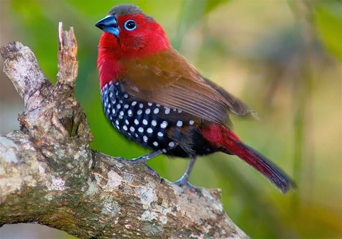 Никобарский голубь (Caloenas nicobarica)