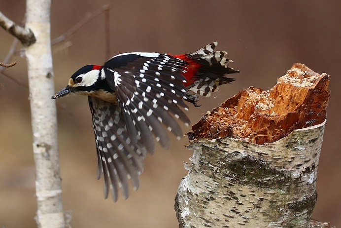 Скворец пятнистый обыкновенный