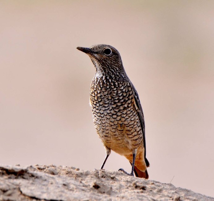 Пестрая птица