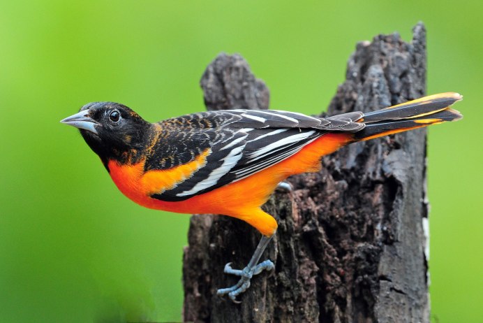 Птенец пестрого дрозда