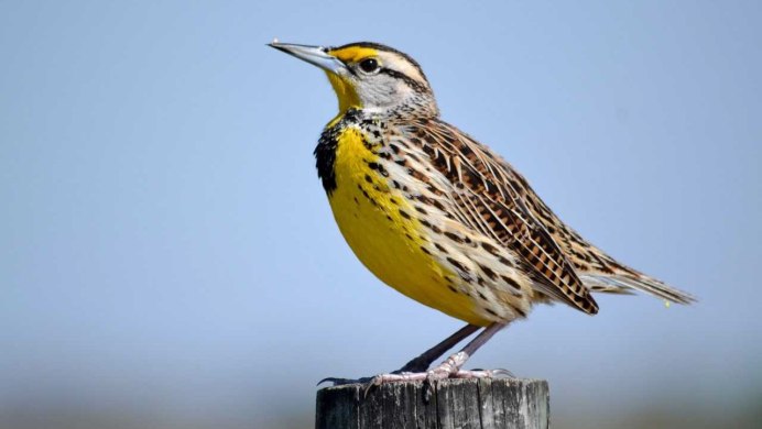 Средний дятел (Dendrocopos Medius)