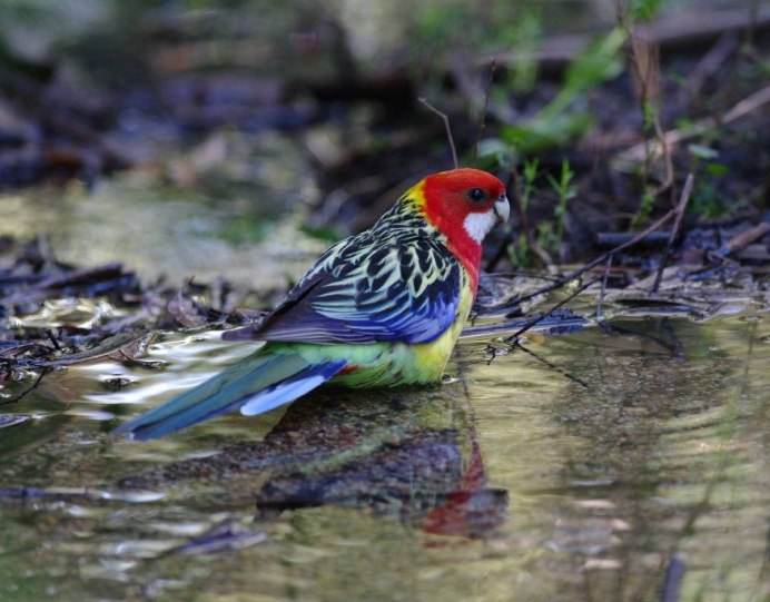 Скворец в 2д