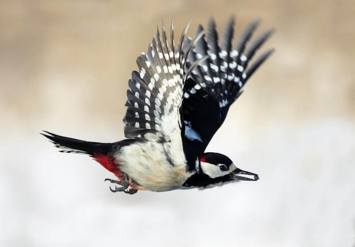 Золотой шилоклювый дятел