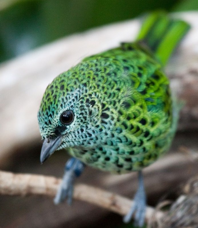 Краснохвостый дятел