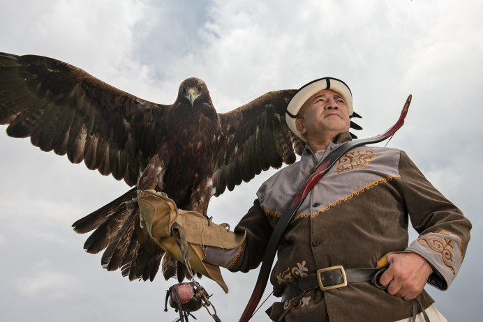Сапсан Falco peregrinus