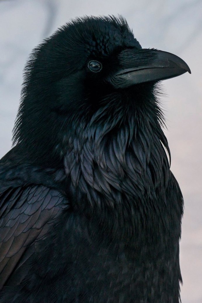 Corvus Corax птица